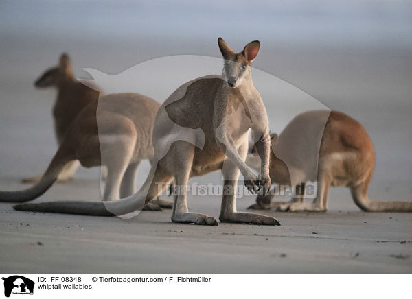 Hbschgesichtwallabys / whiptail wallabies / FF-08348