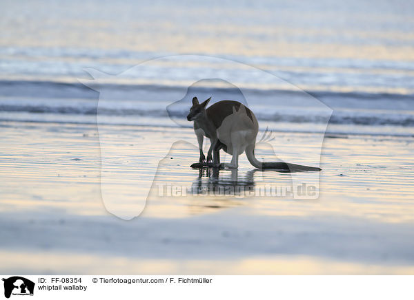 Hbschgesichtwallaby / whiptail wallaby / FF-08354