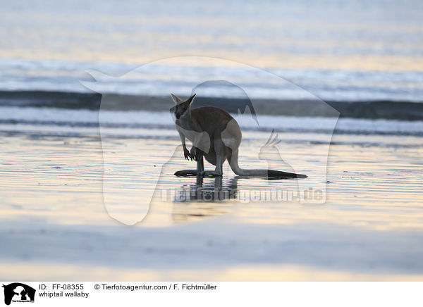 Hbschgesichtwallaby / whiptail wallaby / FF-08355