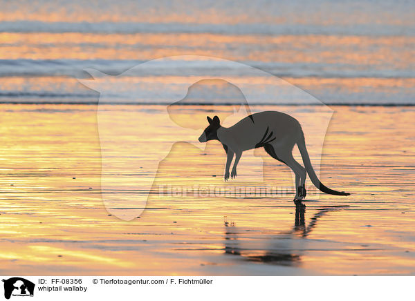 Hbschgesichtwallaby / whiptail wallaby / FF-08356