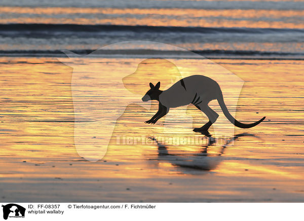 Hbschgesichtwallaby / whiptail wallaby / FF-08357