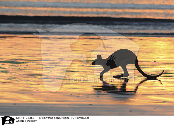 Hbschgesichtwallaby / whiptail wallaby / FF-08358
