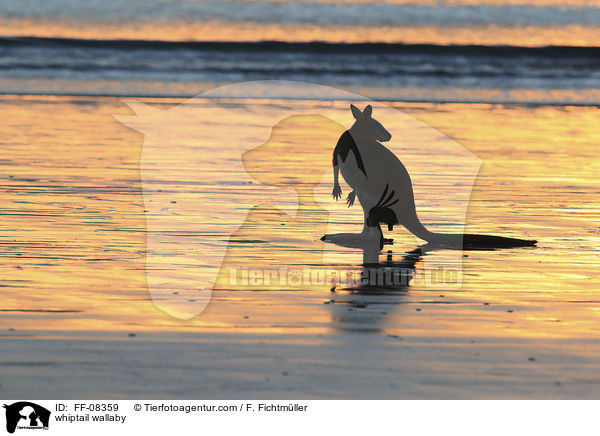 Hbschgesichtwallaby / whiptail wallaby / FF-08359