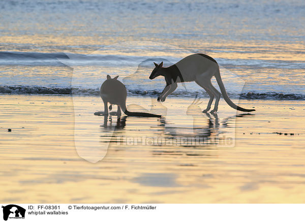 Hbschgesichtwallabys / whiptail wallabies / FF-08361