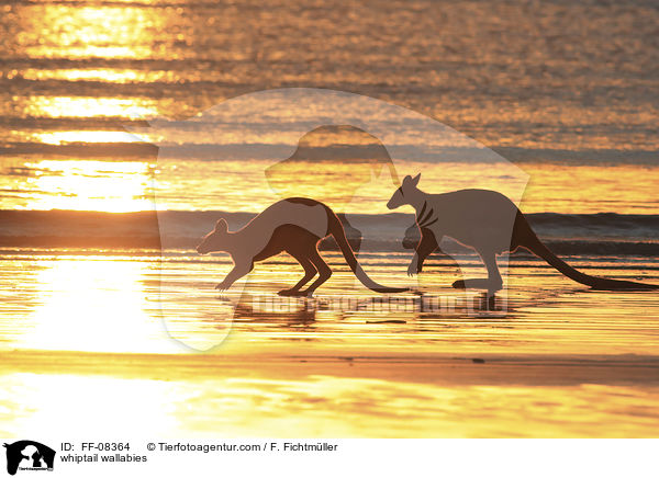 Hbschgesichtwallabys / whiptail wallabies / FF-08364