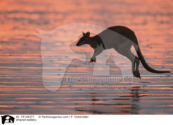 Hbschgesichtwallaby / whiptail wallaby / FF-08377