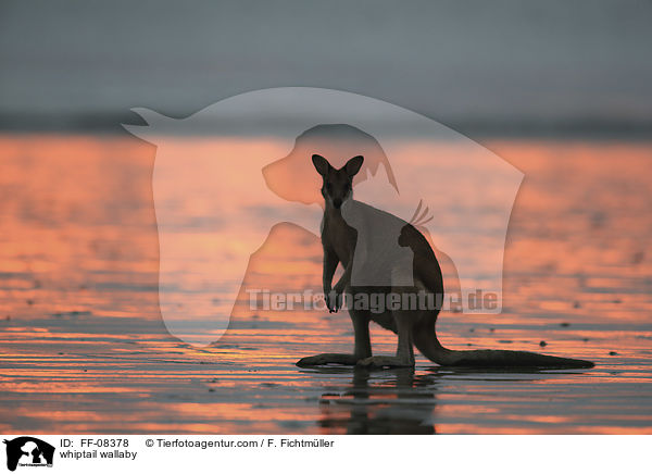 Hbschgesichtwallaby / whiptail wallaby / FF-08378