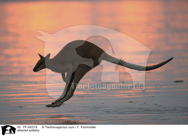 Hbschgesichtwallaby / whiptail wallaby / FF-08379