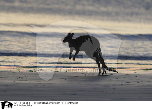 Hbschgesichtwallaby / whiptail wallaby / FF-08385