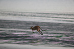 whiptail wallaby