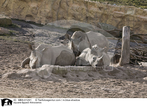 Breitmaulnashorn / square-lipped rhinoceros / MBS-01291