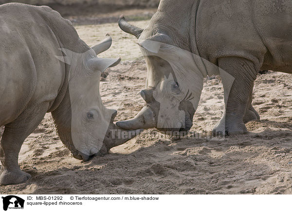 Breitmaulnashorn / square-lipped rhinoceros / MBS-01292