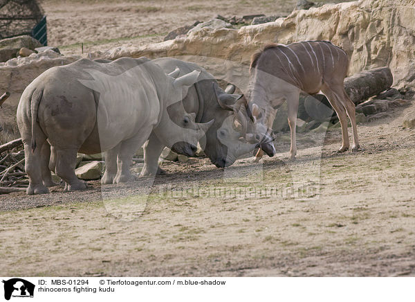 Nashrner kmpfen mit Kudu / rhinoceros fighting kudu / MBS-01294