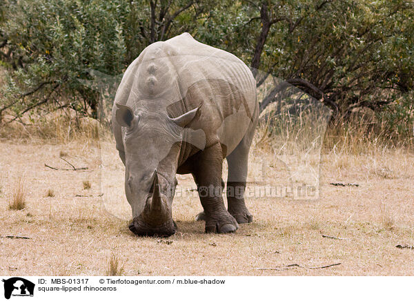 Breitmaulnashorn / square-lipped rhinoceros / MBS-01317