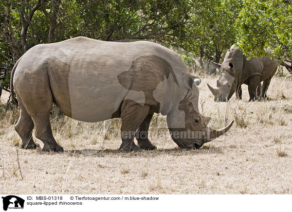 Breitmaulnashorn / square-lipped rhinoceros / MBS-01318