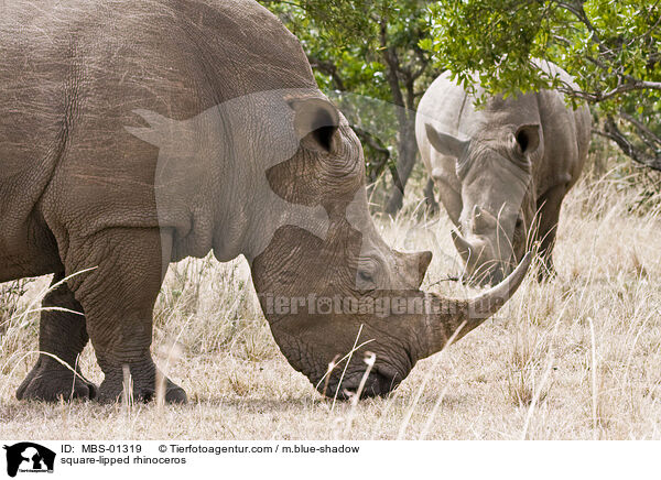 Breitmaulnashorn / square-lipped rhinoceros / MBS-01319