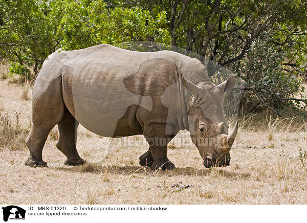 Breitmaulnashorn / square-lipped rhinoceros / MBS-01320