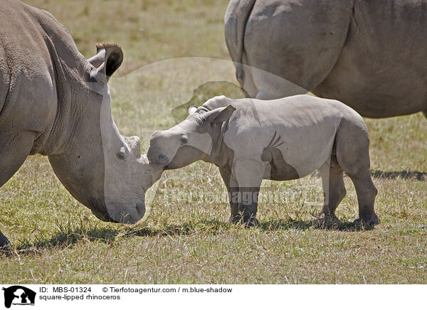 Breitmaulnashorn / square-lipped rhinoceros / MBS-01324