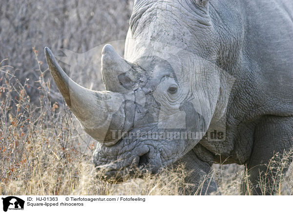 Breitmaulnashorn / Square-lipped rhinoceros / HJ-01363