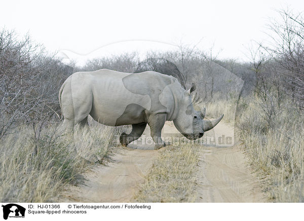 Breitmaulnashorn / Square-lipped rhinoceros / HJ-01366
