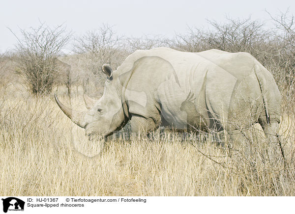 Square-lipped rhinoceros / HJ-01367