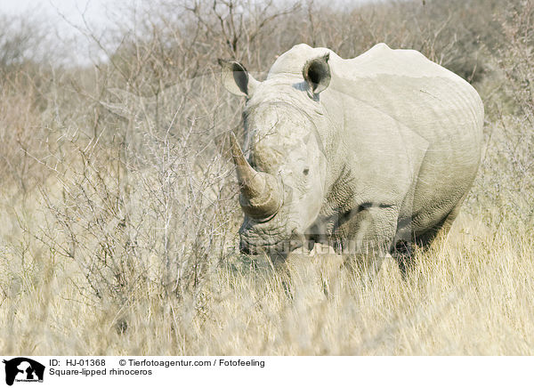 Breitmaulnashorn / Square-lipped rhinoceros / HJ-01368