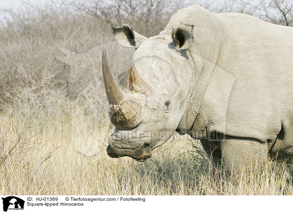 Breitmaulnashorn / Square-lipped rhinoceros / HJ-01369