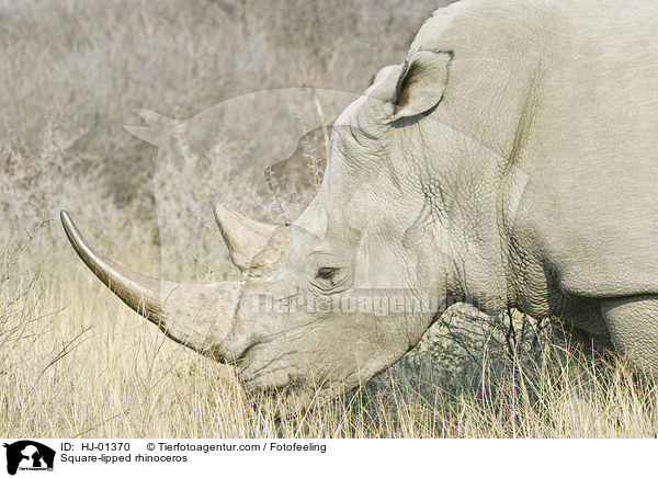 Breitmaulnashorn / Square-lipped rhinoceros / HJ-01370