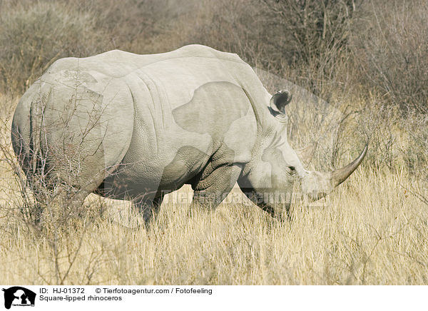 Square-lipped rhinoceros / HJ-01372