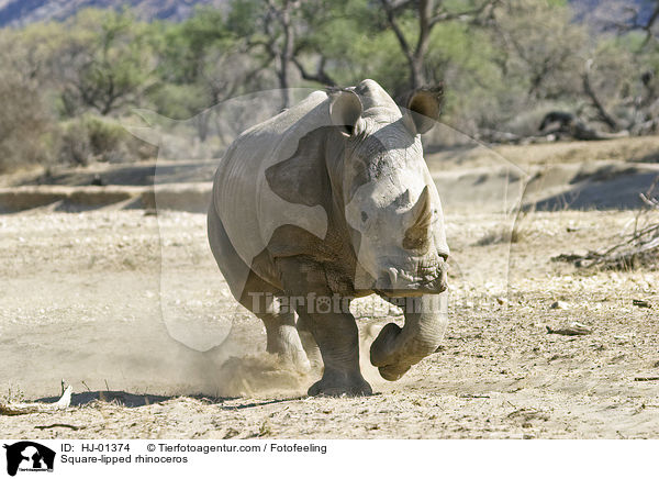 Square-lipped rhinoceros / HJ-01374