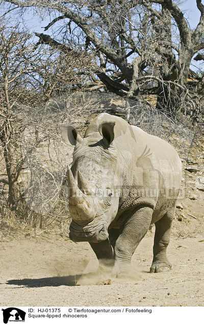 Square-lipped rhinoceros / HJ-01375