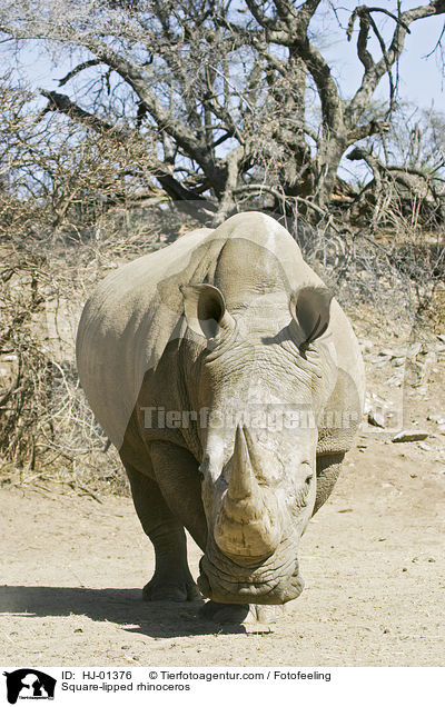 Square-lipped rhinoceros / HJ-01376