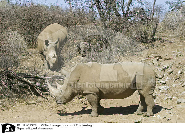 Square-lipped rhinoceros / HJ-01378