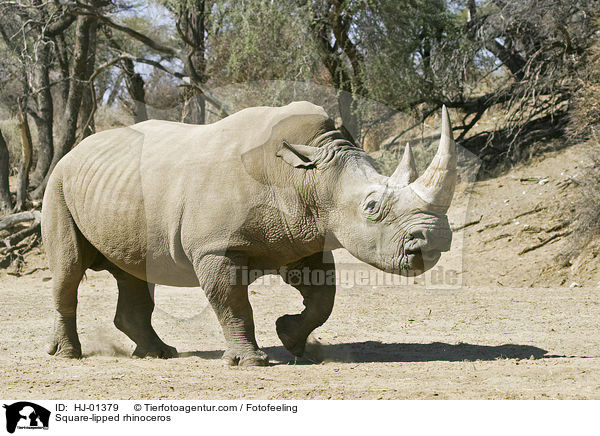 Breitmaulnashorn / Square-lipped rhinoceros / HJ-01379