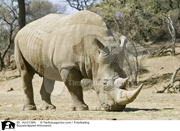 Square-lipped rhinoceros / HJ-01384