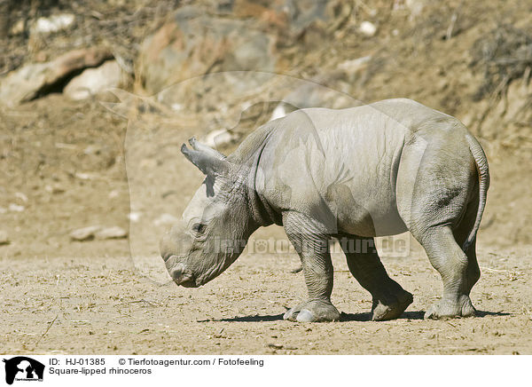 Square-lipped rhinoceros / HJ-01385