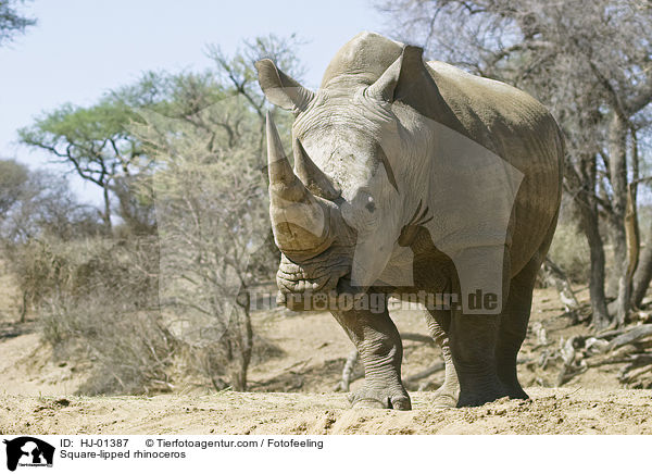 Breitmaulnashorn / Square-lipped rhinoceros / HJ-01387