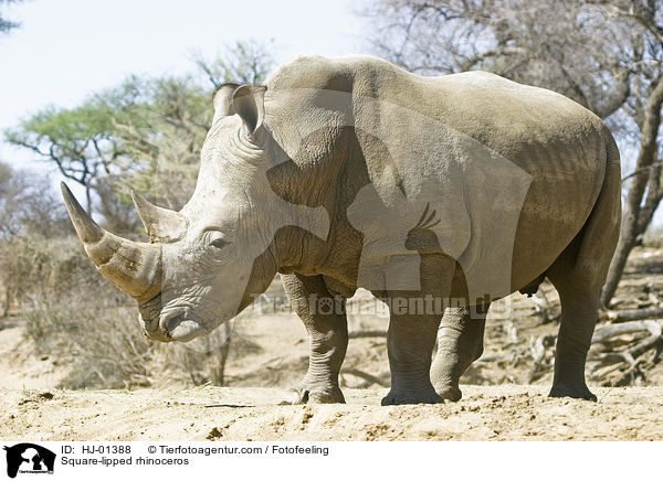 Square-lipped rhinoceros / HJ-01388