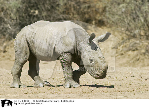 Breitmaulnashorn / Square-lipped rhinoceros / HJ-01390