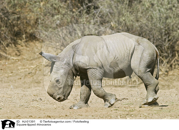 Square-lipped rhinoceros / HJ-01391