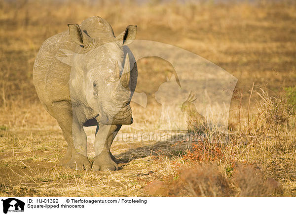 Square-lipped rhinoceros / HJ-01392