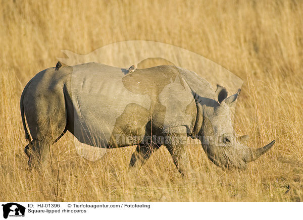 Breitmaulnashorn / Square-lipped rhinoceros / HJ-01396