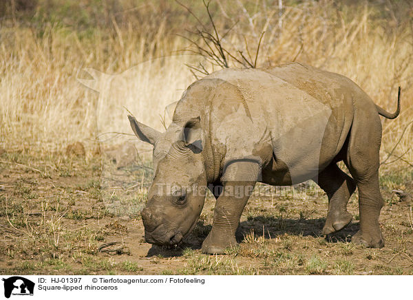Breitmaulnashorn / Square-lipped rhinoceros / HJ-01397
