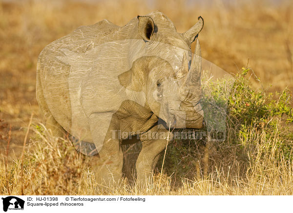 Square-lipped rhinoceros / HJ-01398