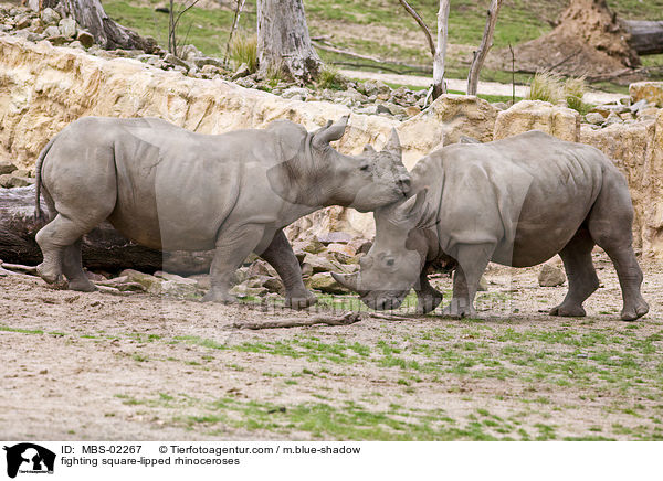 kmpfende Breitmaulnashrner / fighting square-lipped rhinoceroses / MBS-02267
