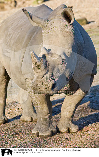 Breitmaulnashorn / square-lipped rhinoceros / MBS-02270