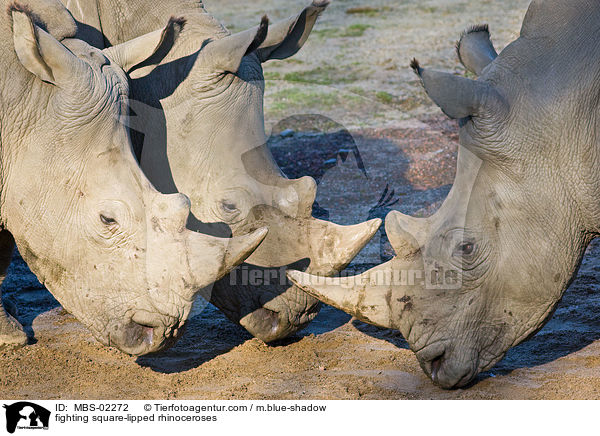 kmpfende Breitmaulnashrner / fighting square-lipped rhinoceroses / MBS-02272