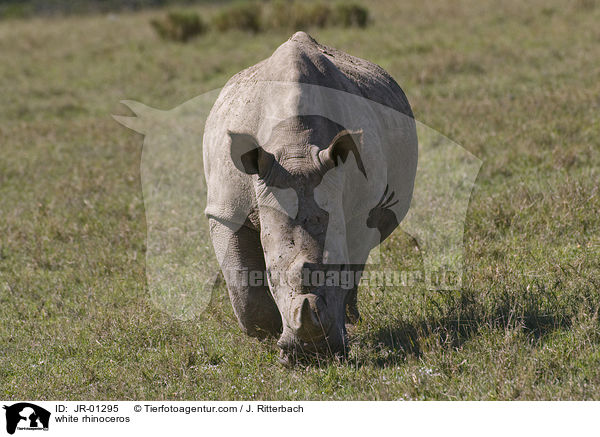 Breitmaulnashorn / white rhinoceros / JR-01295