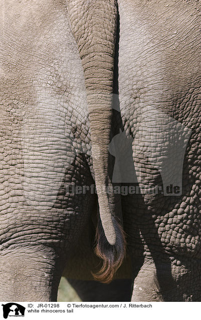Hintern eines Breitmaulnashorns / white rhinoceros tail / JR-01298