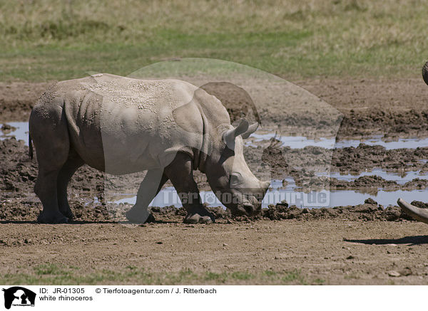 Breitmaulnashorn / white rhinoceros / JR-01305